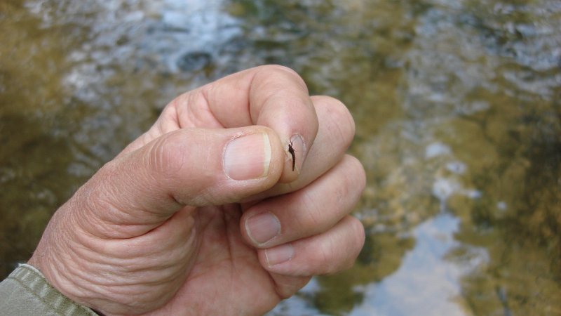 Bug that was hatching.JPG